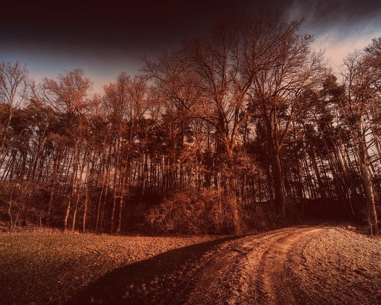 Дорога в лес обои