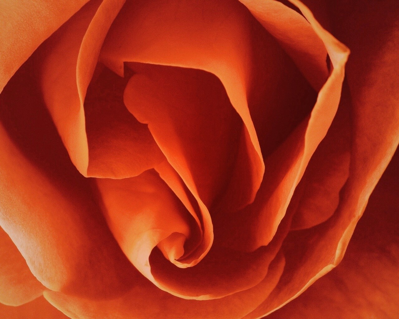 Макро фотка бутона обои