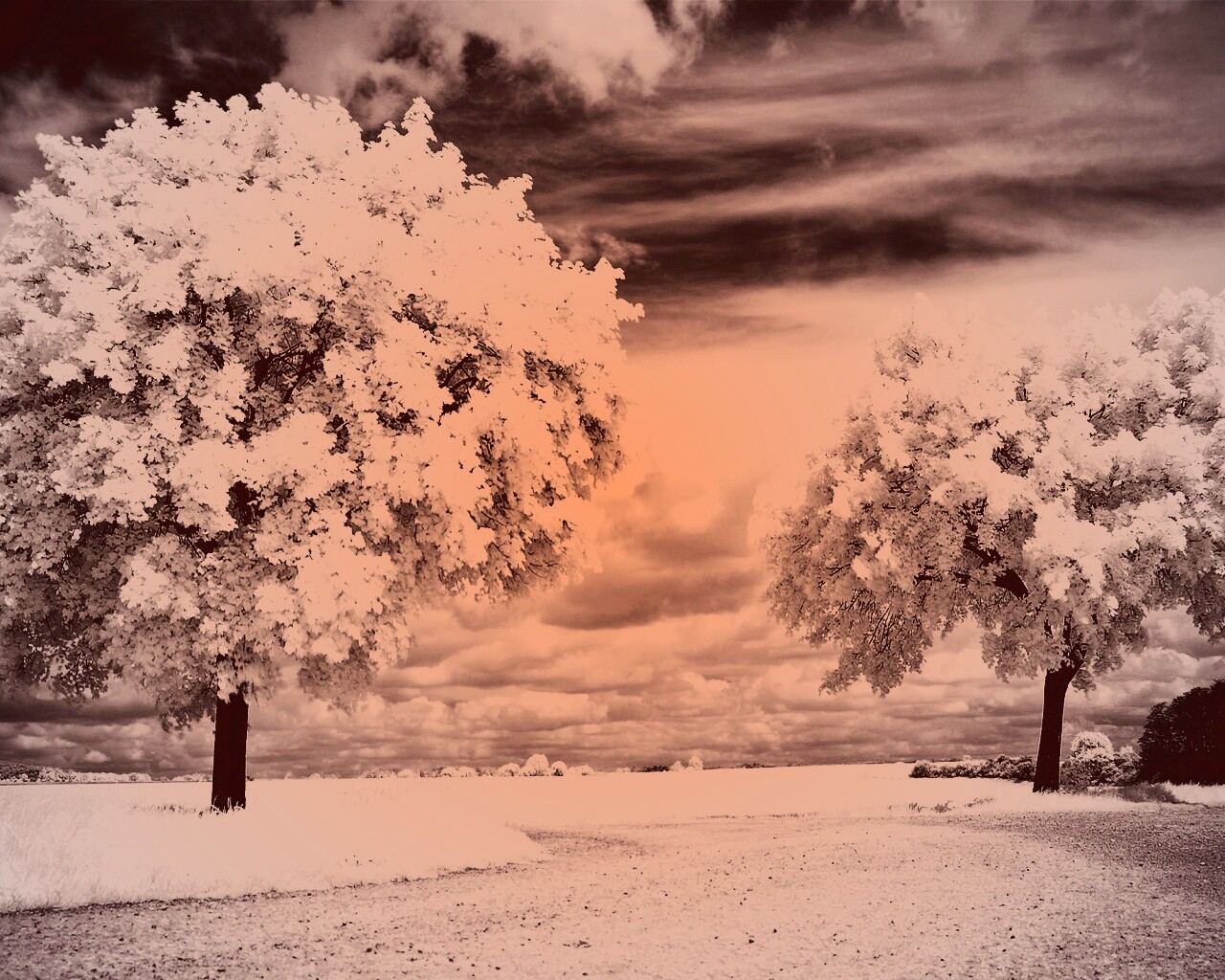 Деревья в цвету обои