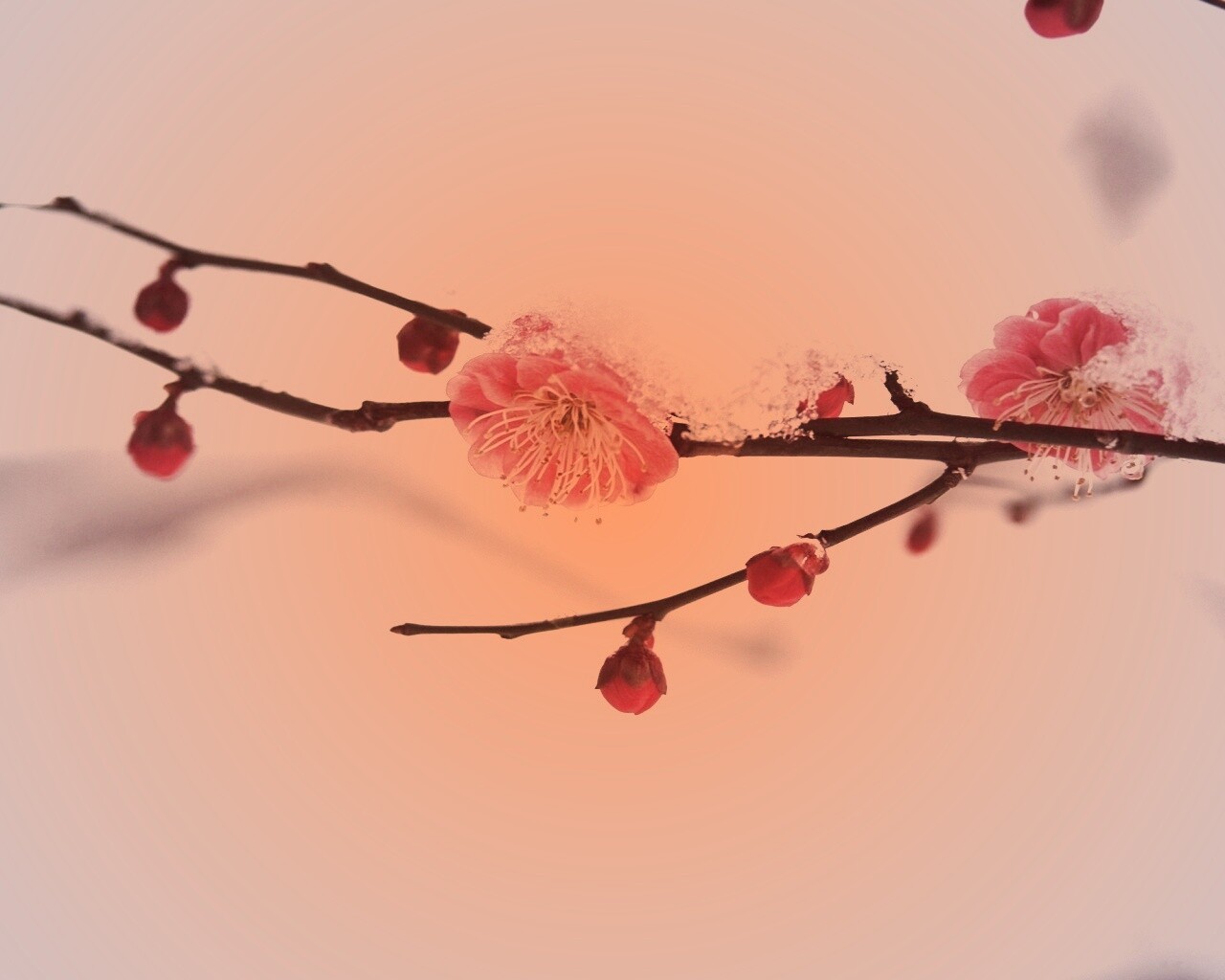 Цветы под снегом обои