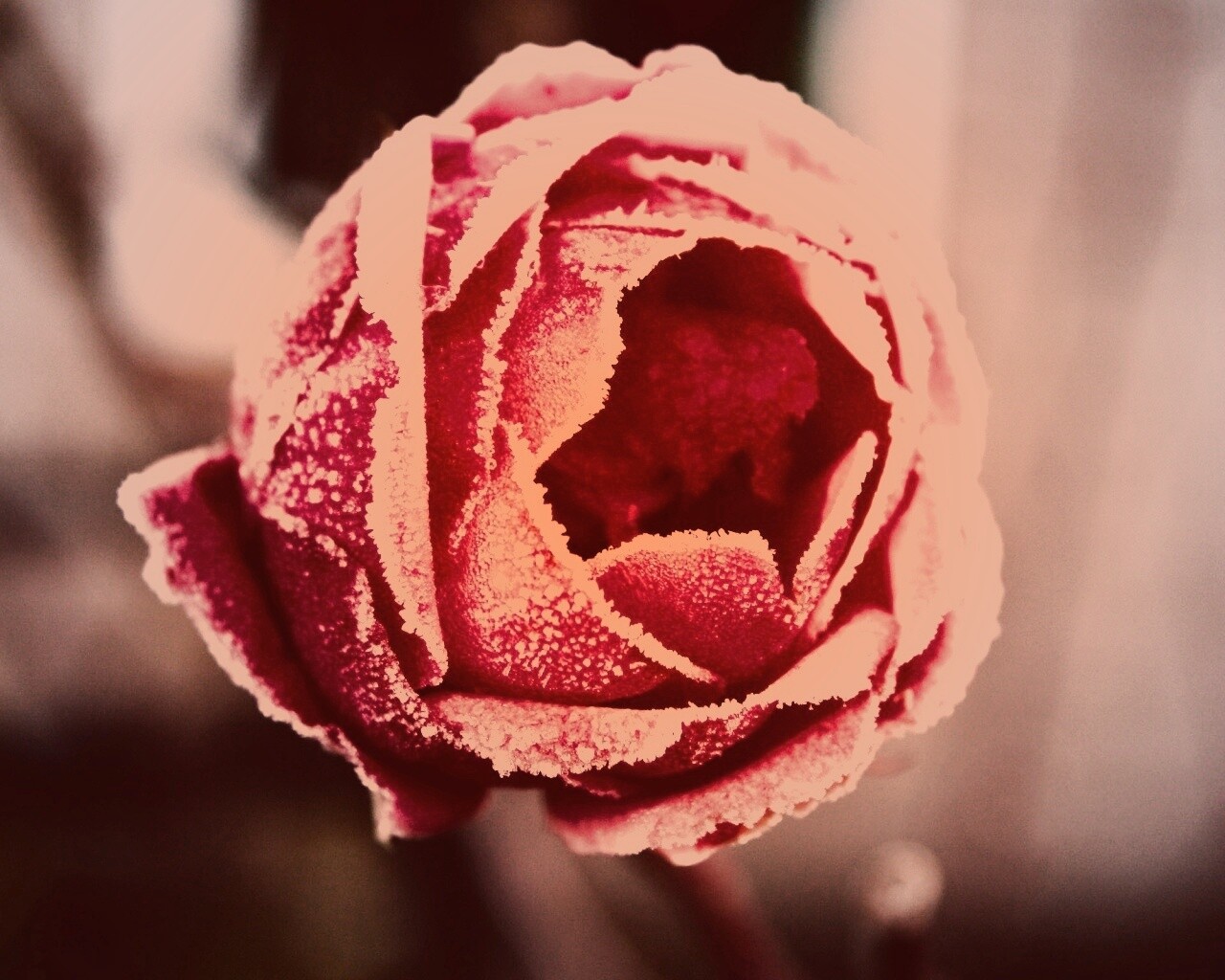 Роза в иние обои