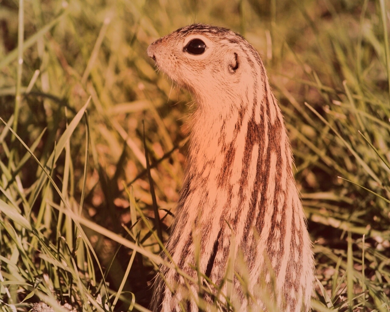 Сурок в стойке обои