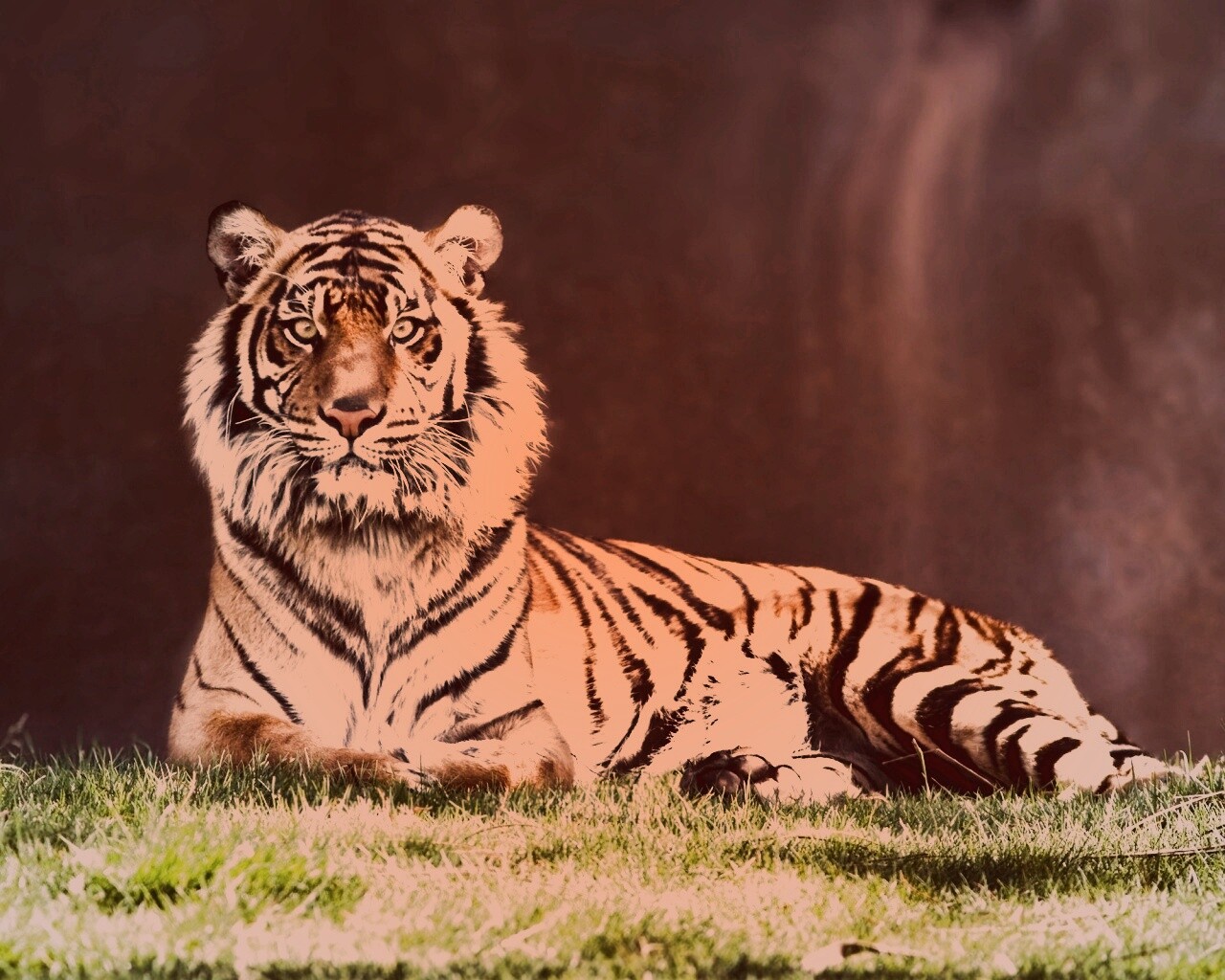 Величественный тигр обои