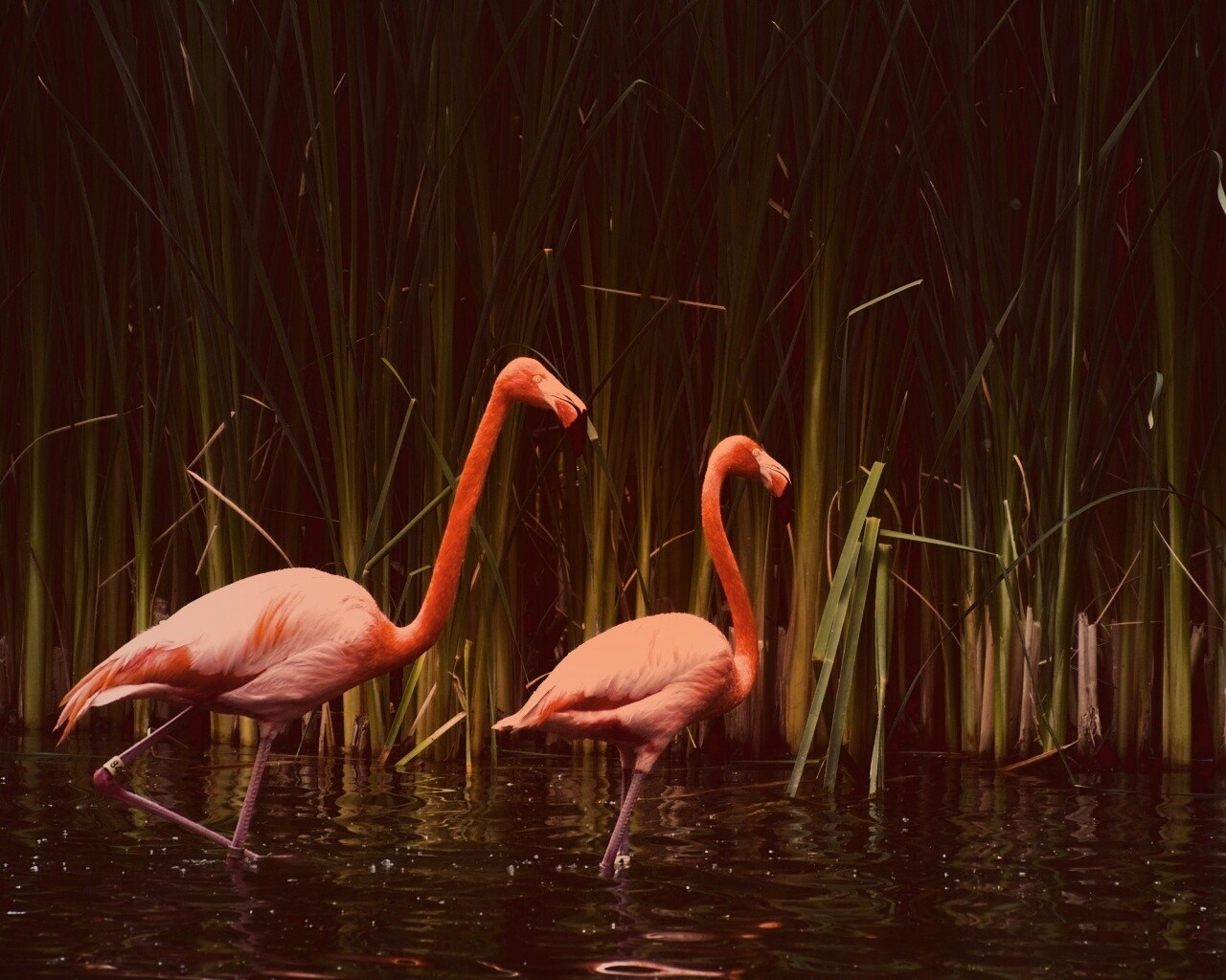 Красивые розовые фламинго на озере обои