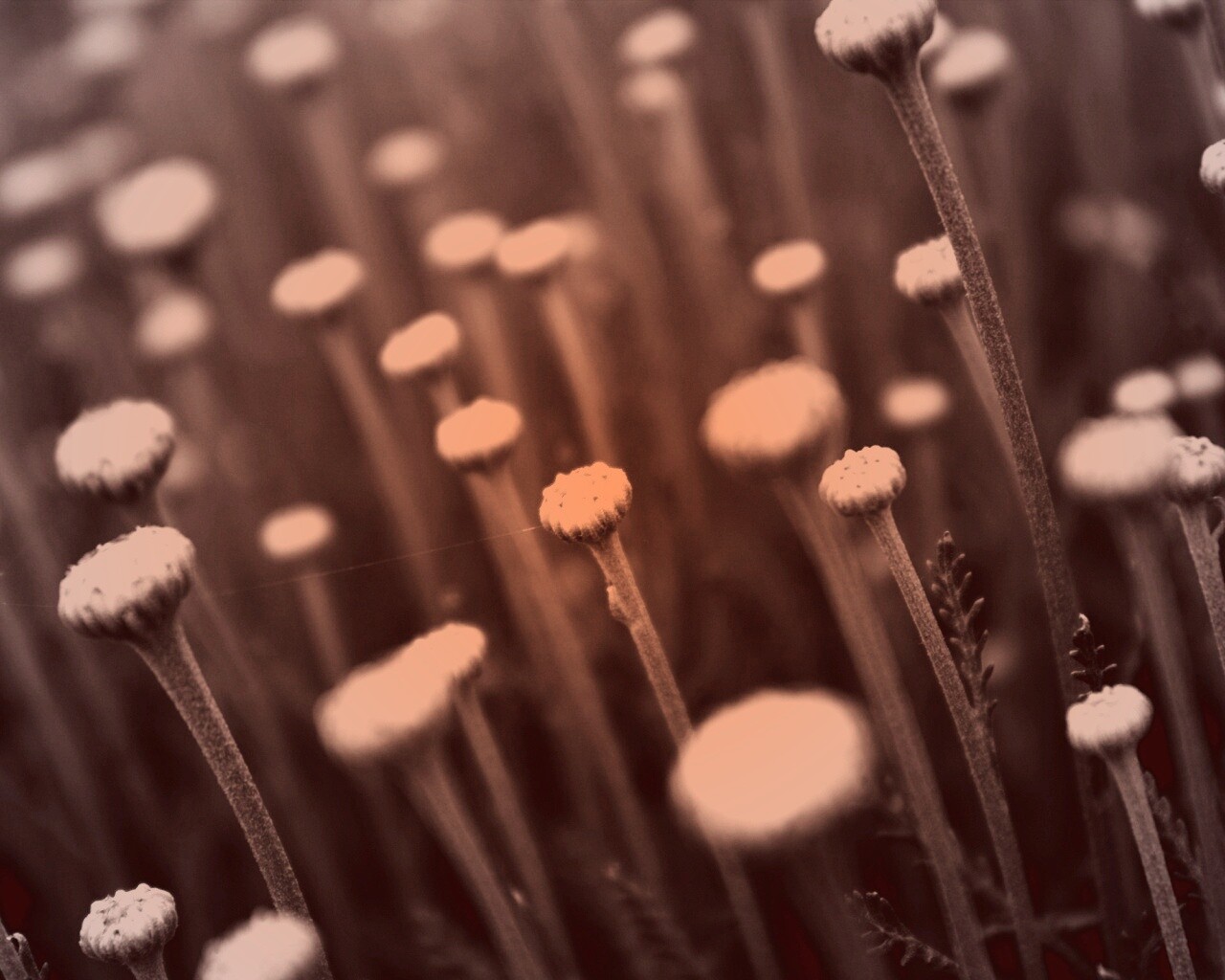 Молодые стебли обои