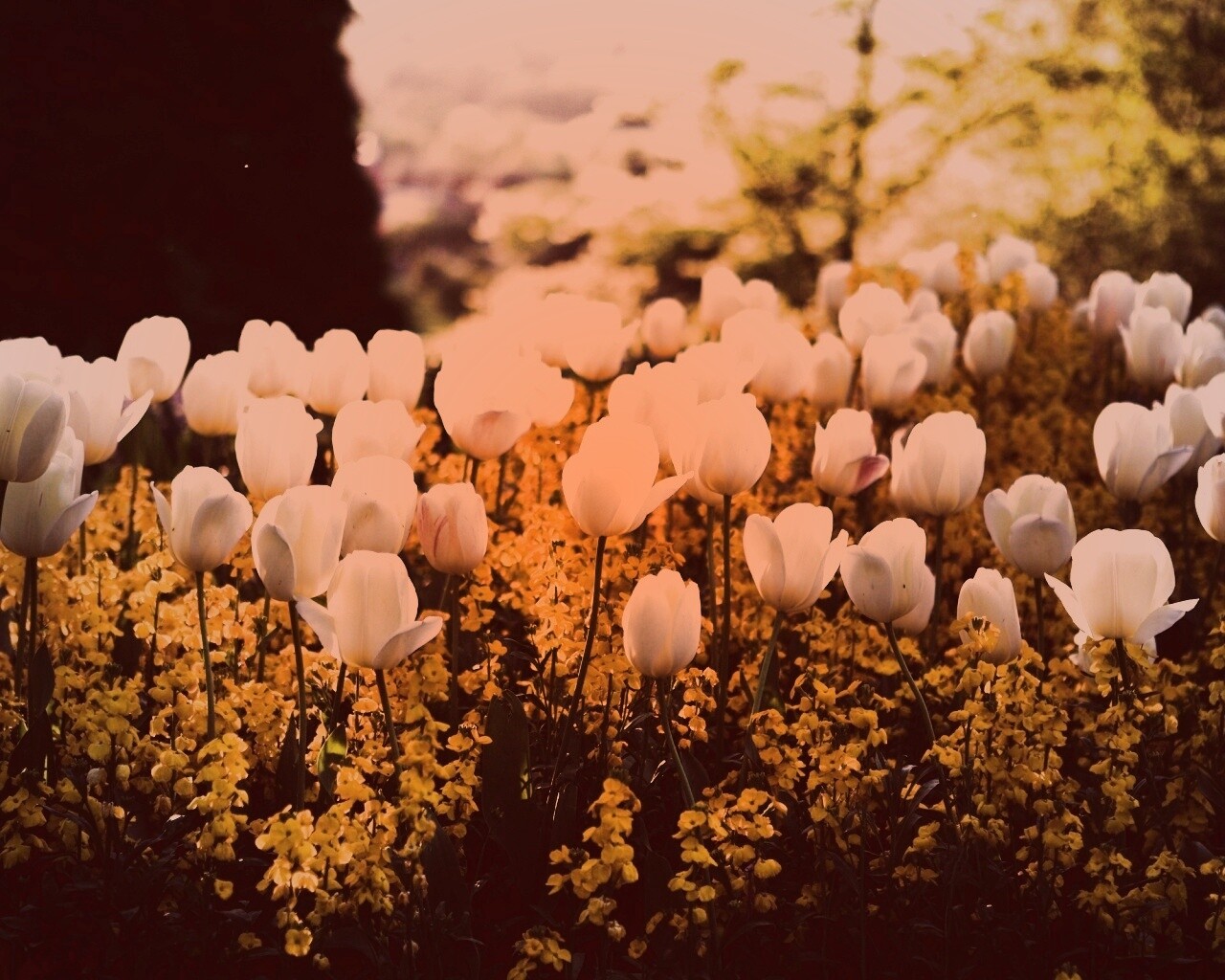 Белые тюльпаны обои