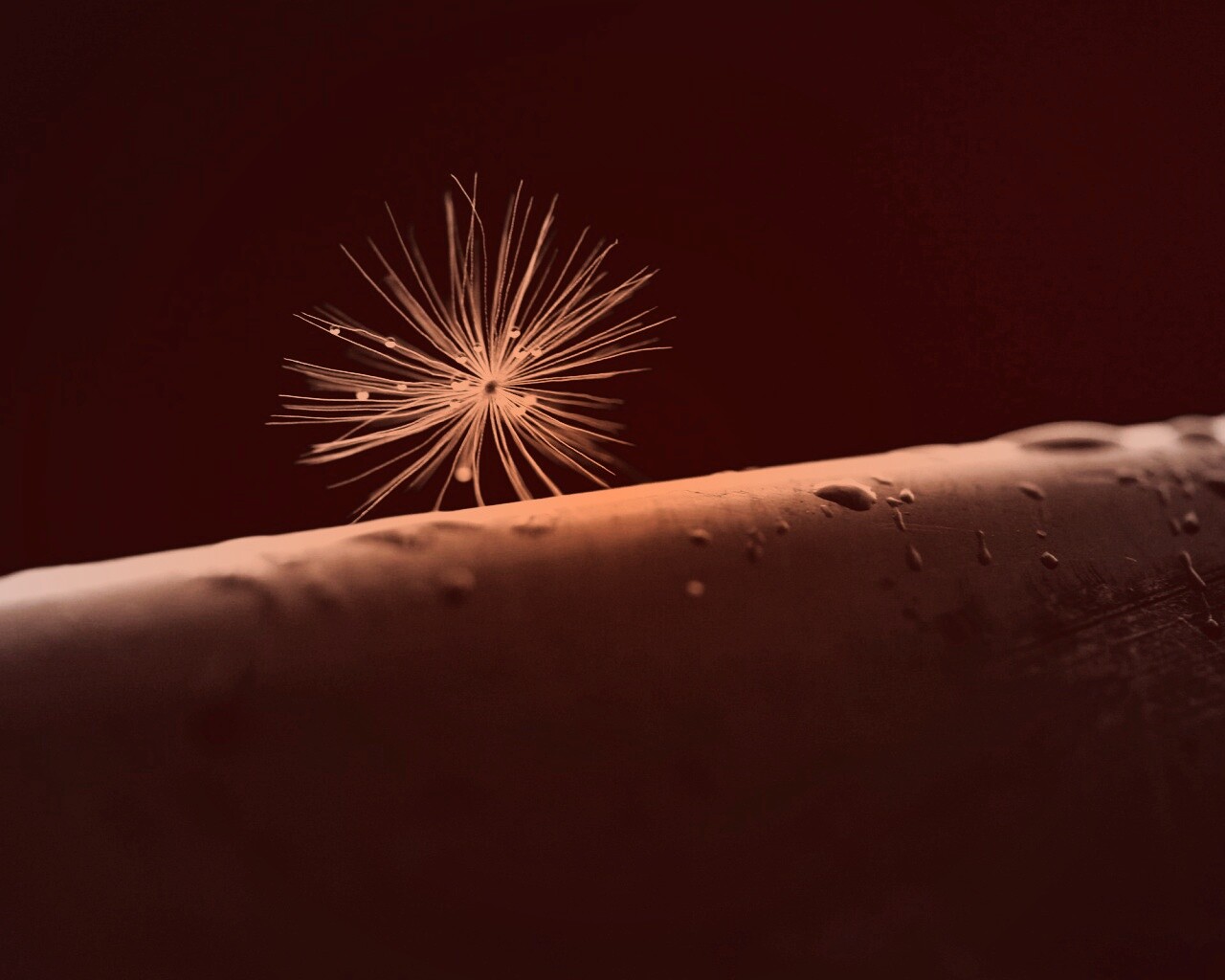 Прилипшая пушинка обои