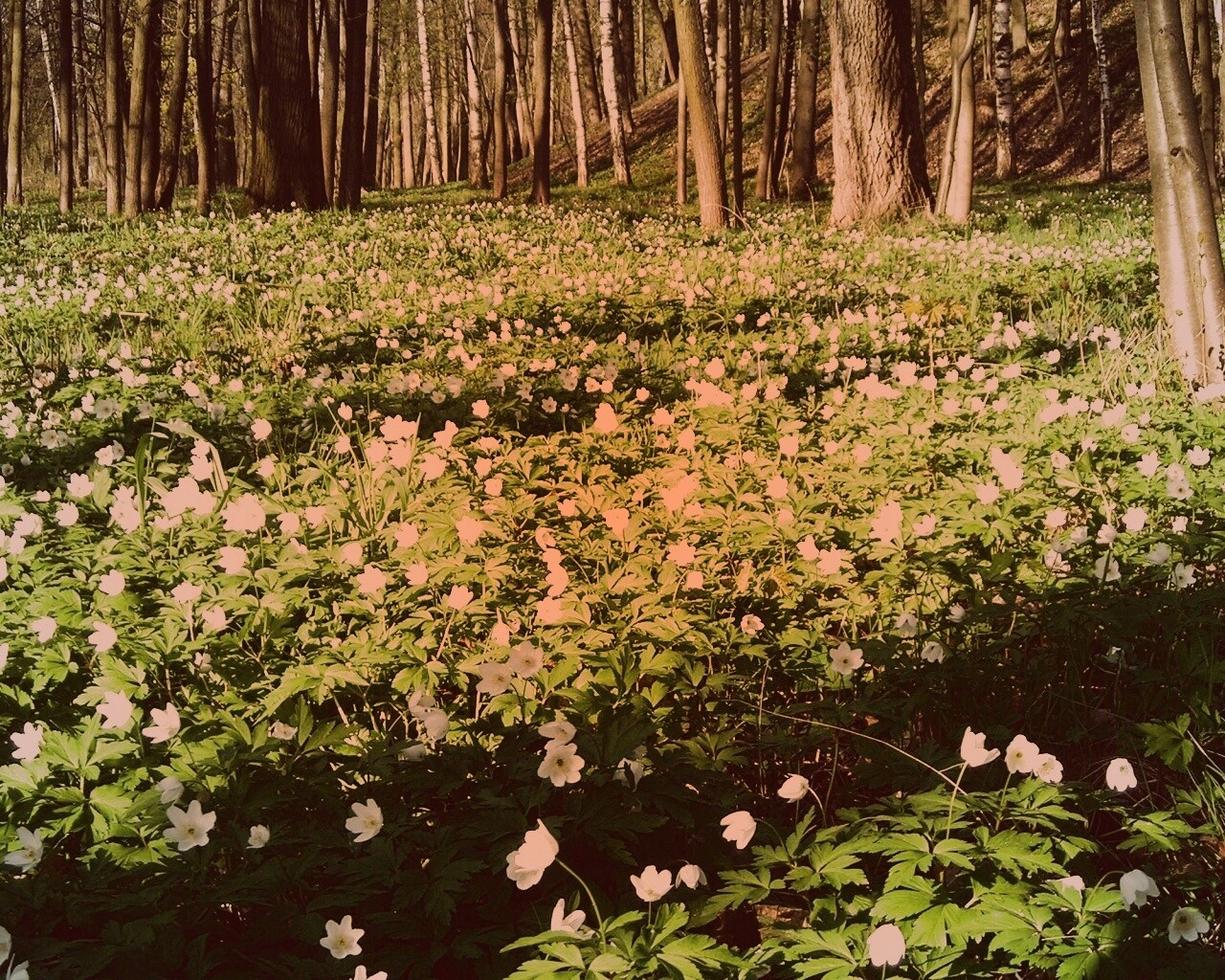 Поляна весенних цветов обои