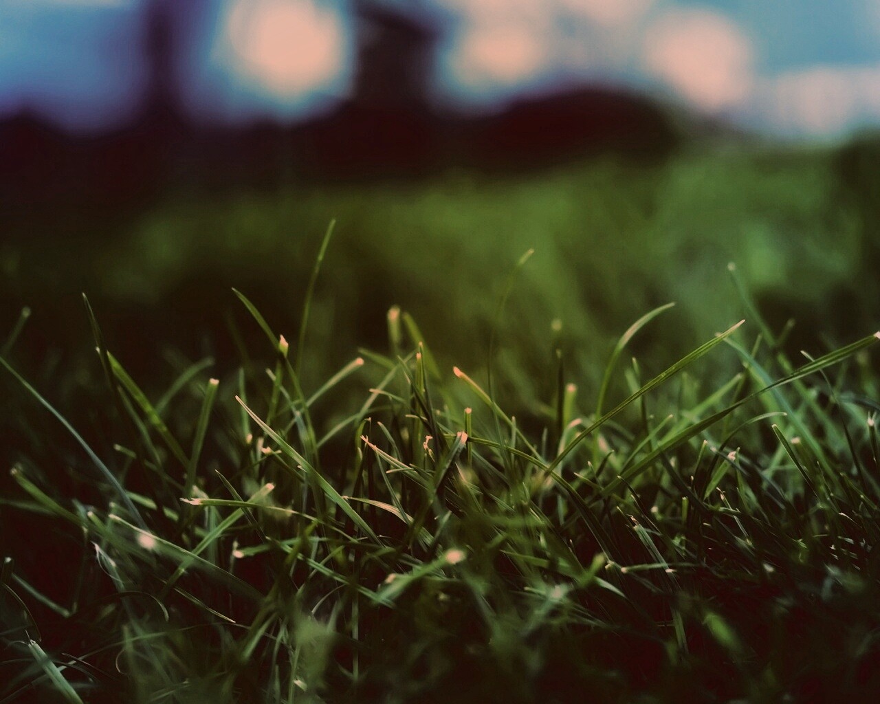 Сочная трава обои