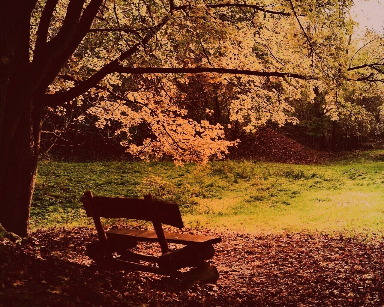 Скамейка под деревом обои