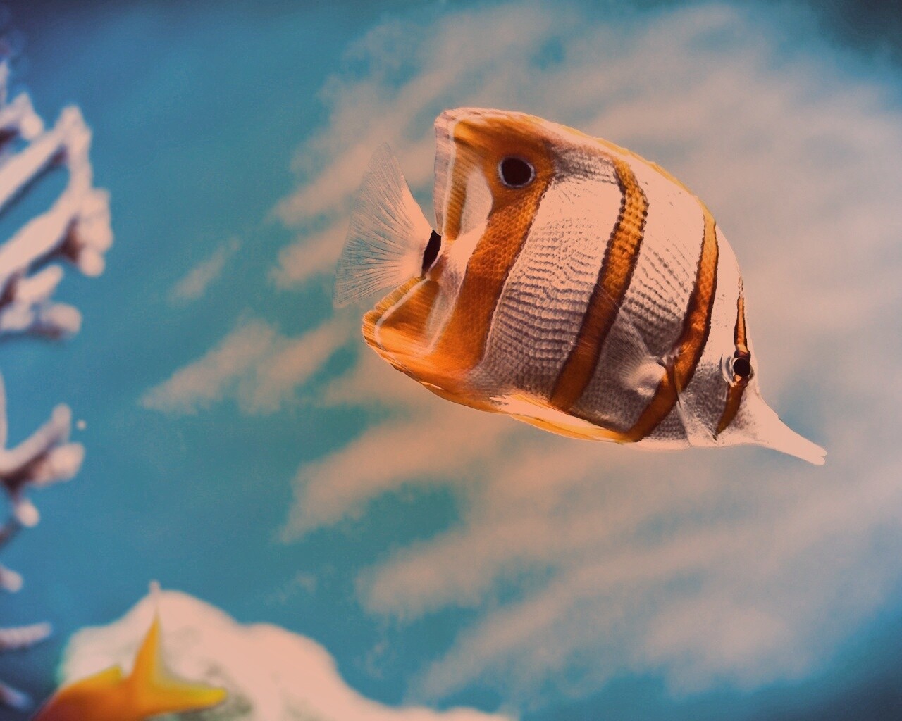 Тропическая рыбка обои