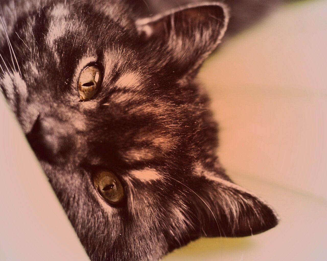 Глаза и уши обои