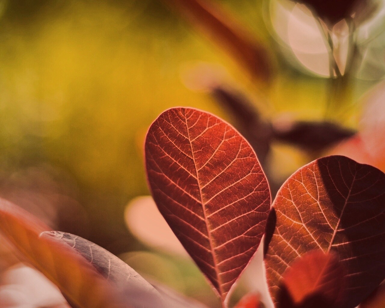 Красные листья обои