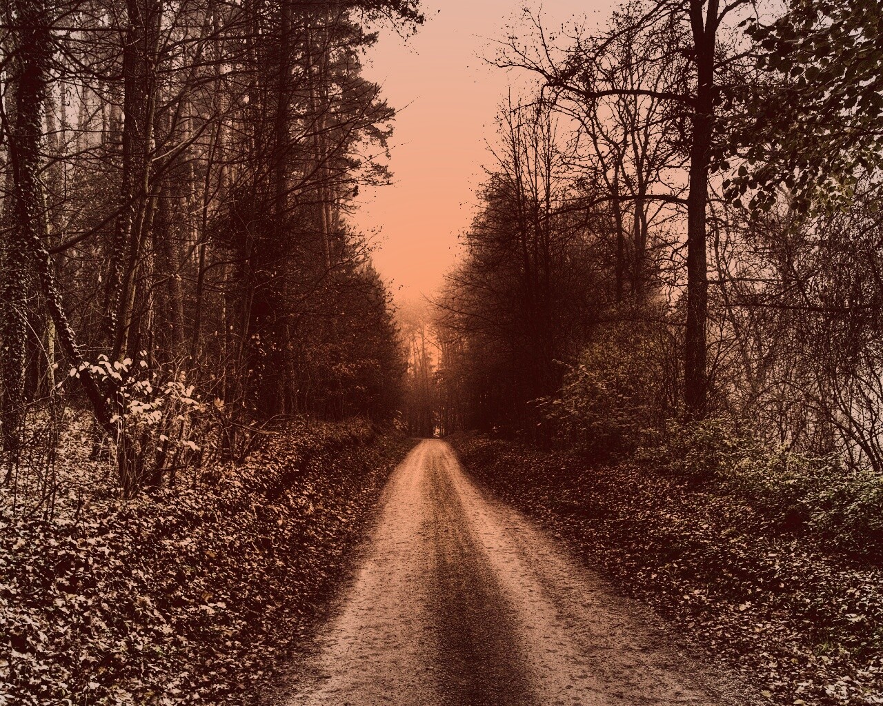 Лесная дорога обои