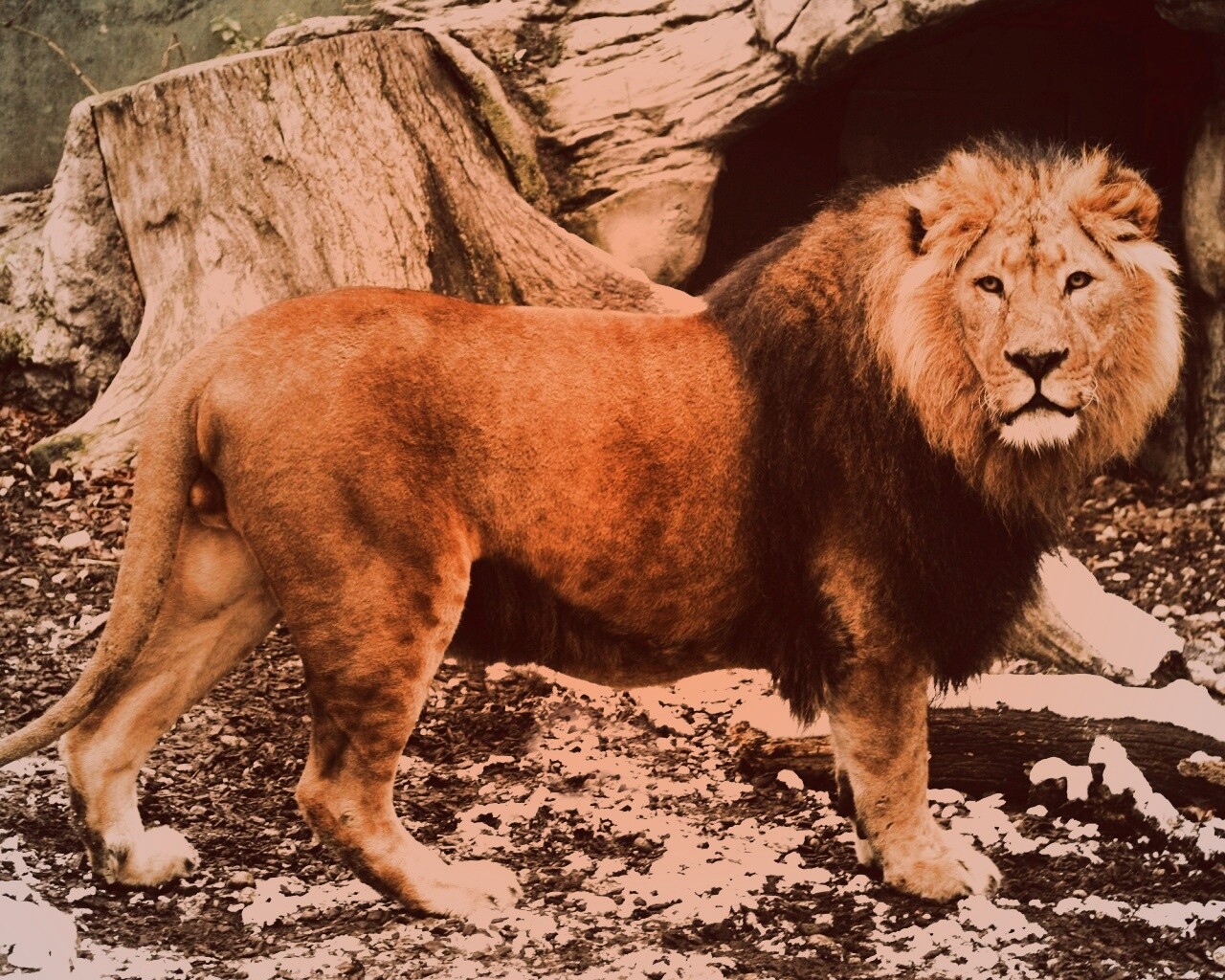 Красивый лев в лесу обои