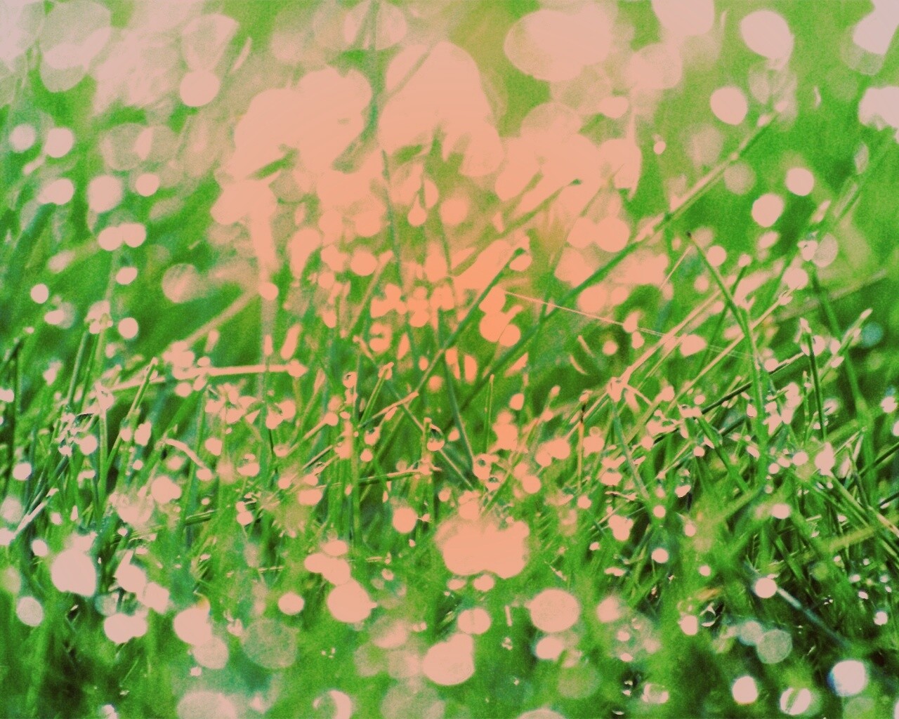 Трава в росе обои