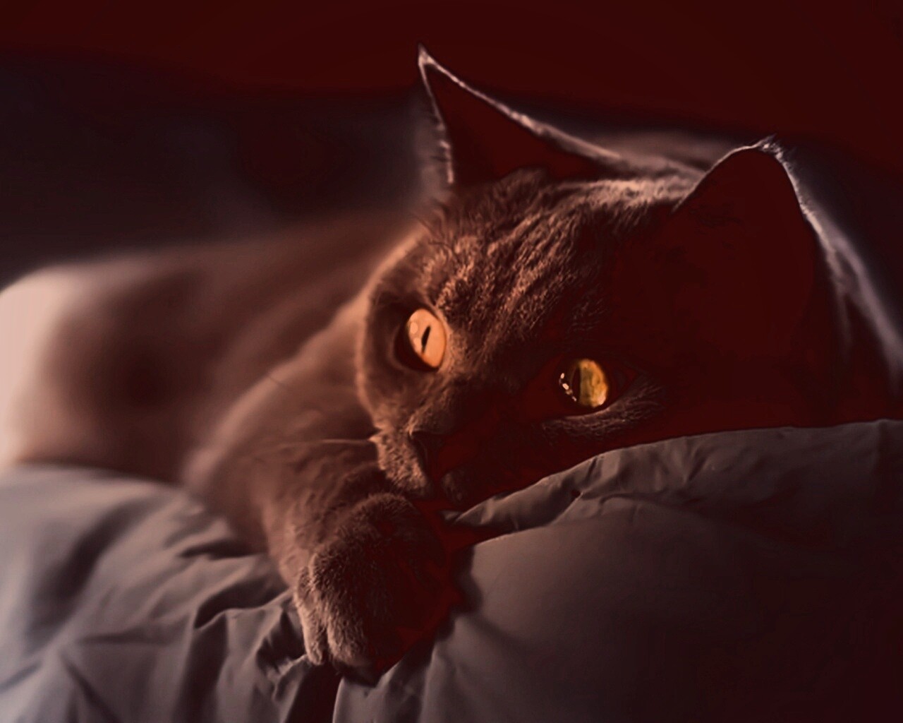 Персидский кот на кровати обои