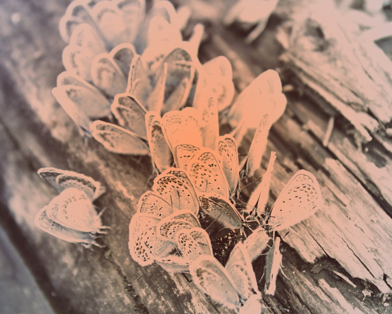 Голубые бабочки обои