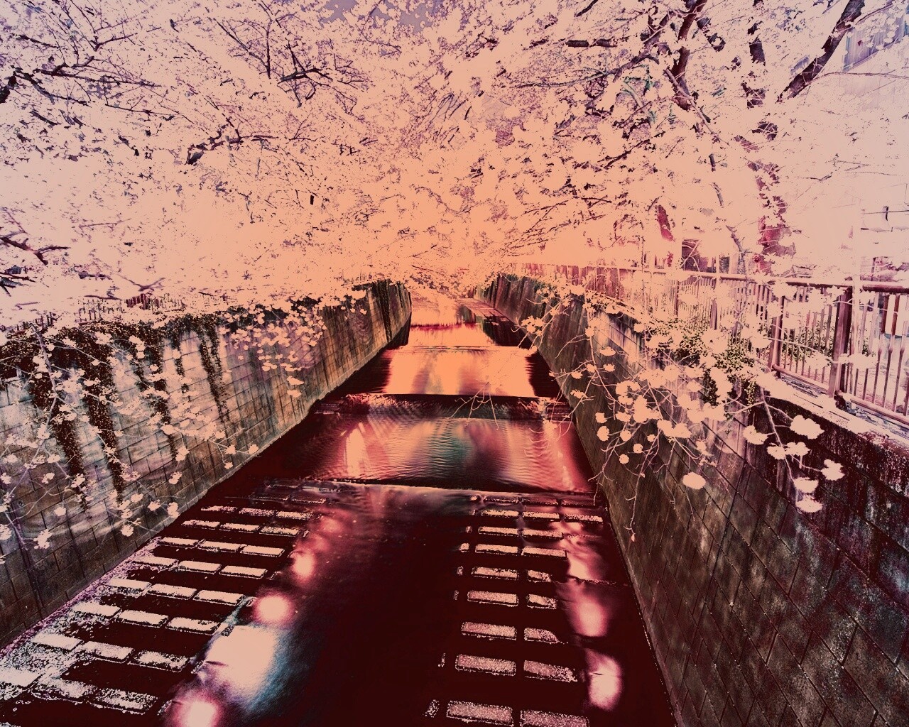 Река и цветение сакуры обои