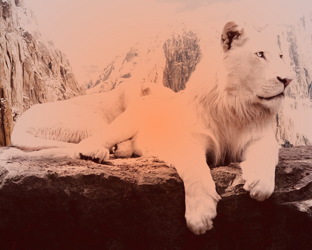 Белый лев обои