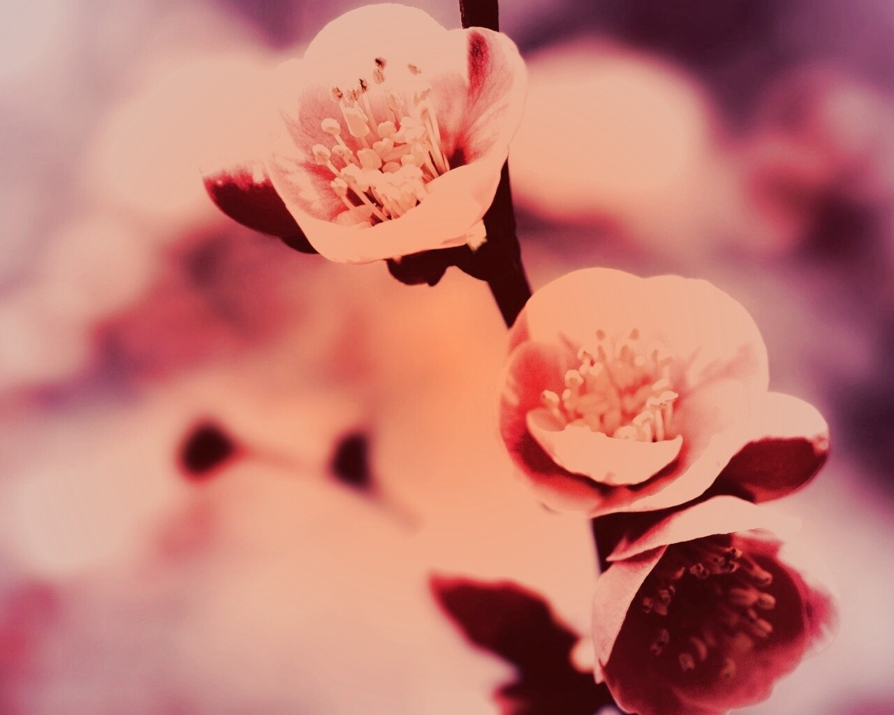 Великолепный цветок обои