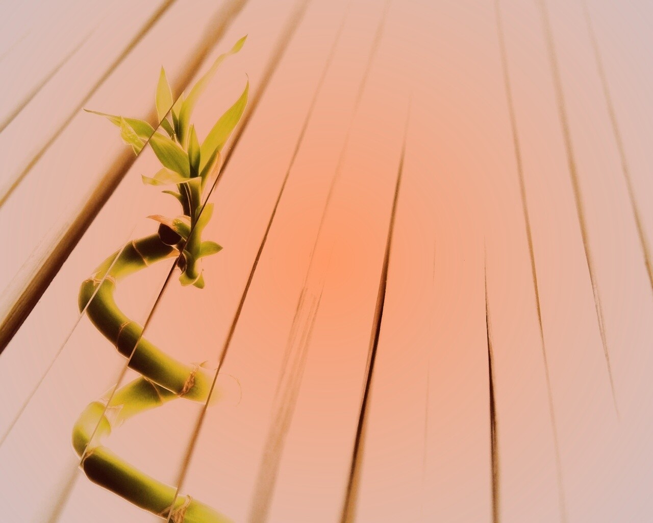 Белый росток обои