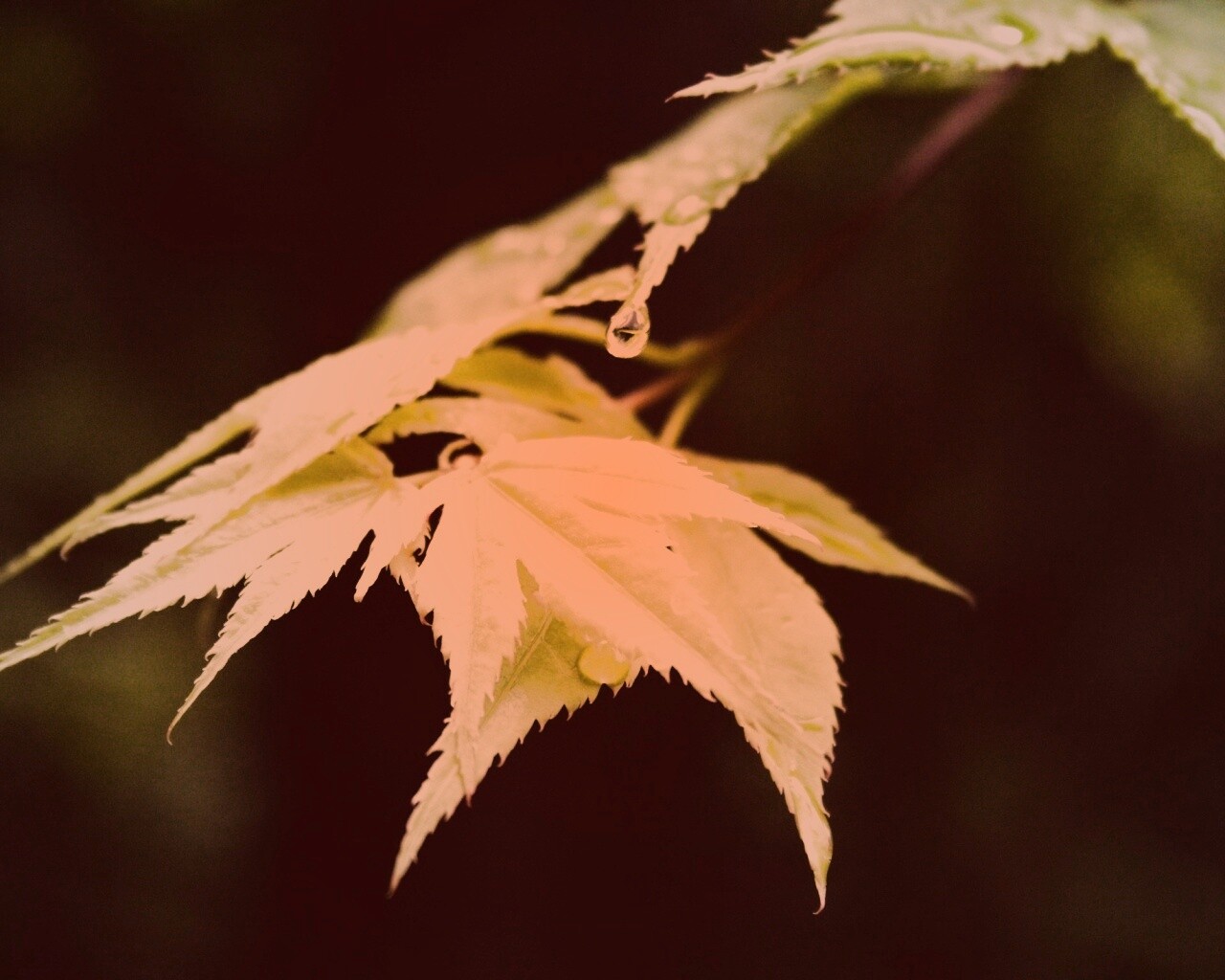 Капля на листе обои