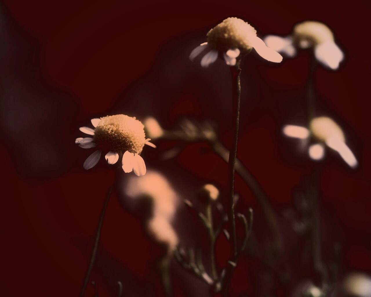 Стремный лепестун обои