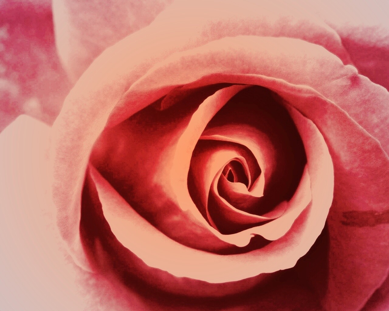Красивая розовая роза обои