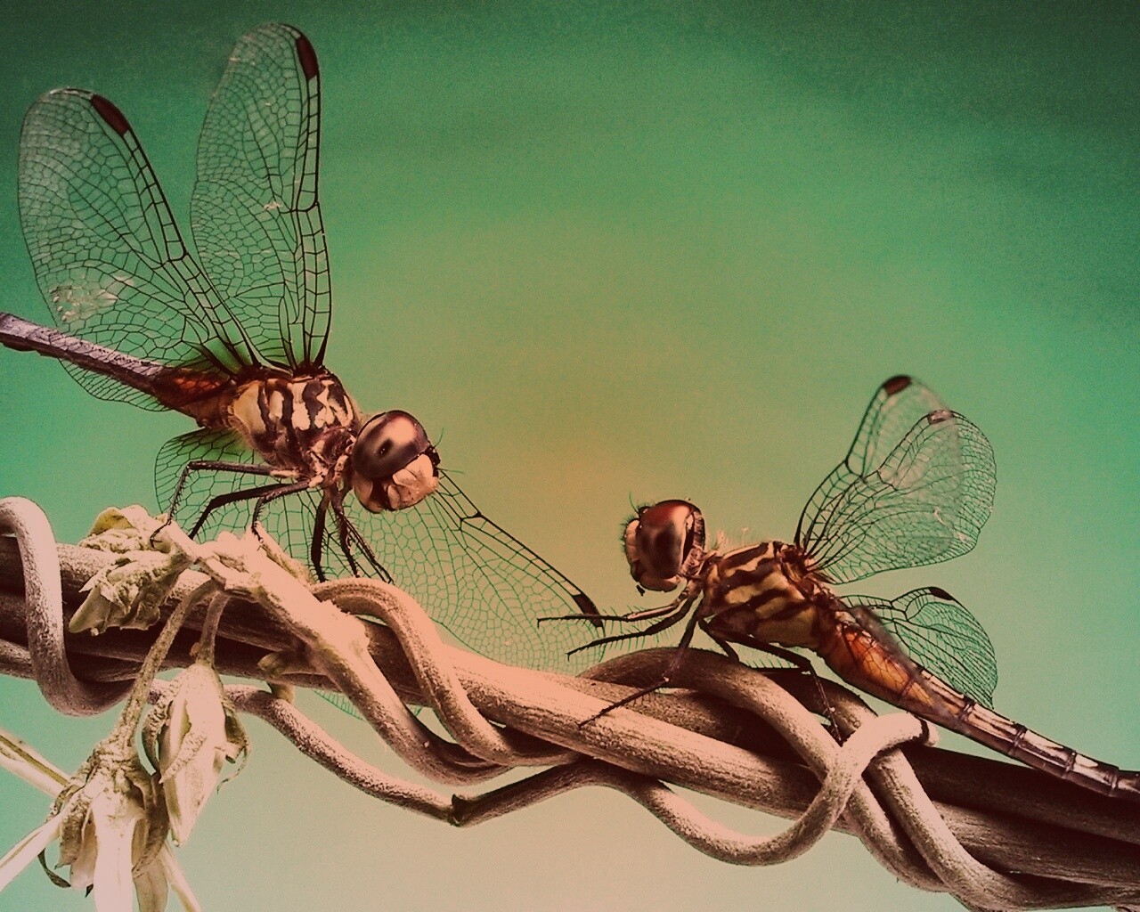 Две стрекозы обои