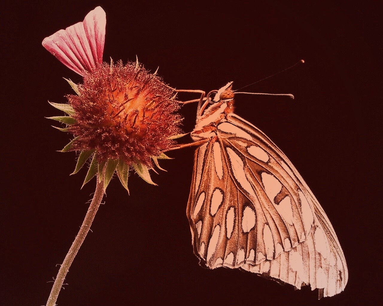 Бабочка на цветке обои