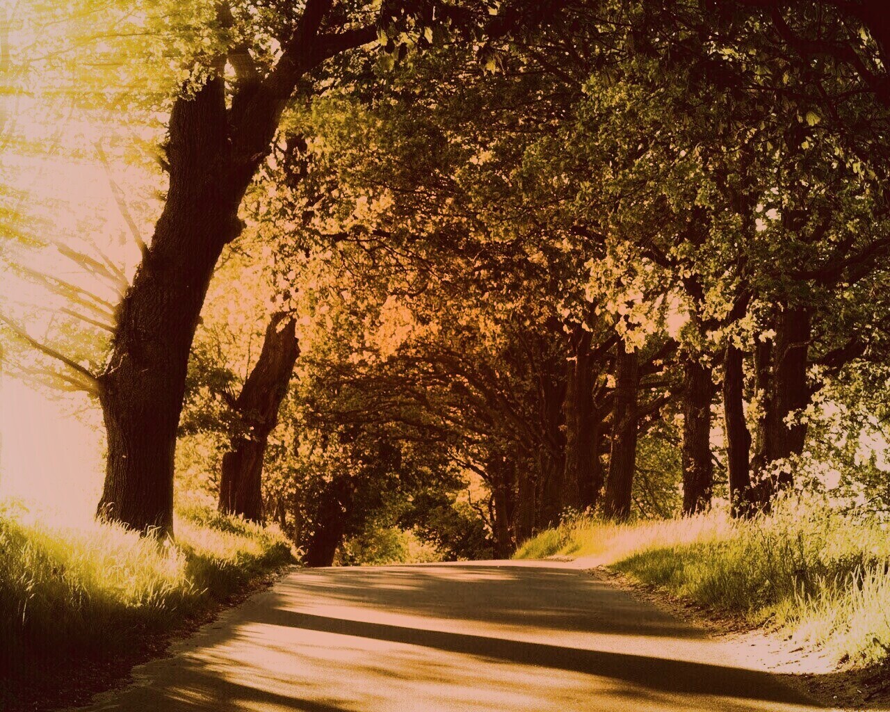 Зеленая аллея обои