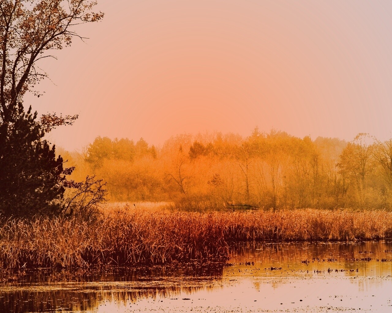 Живописные болота обои