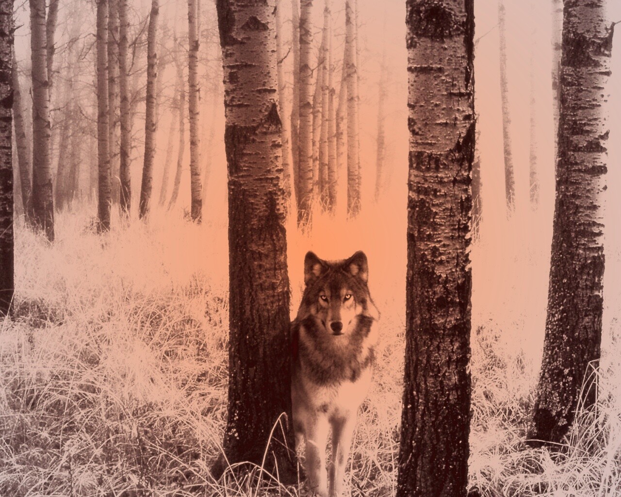Волк в лесу обои