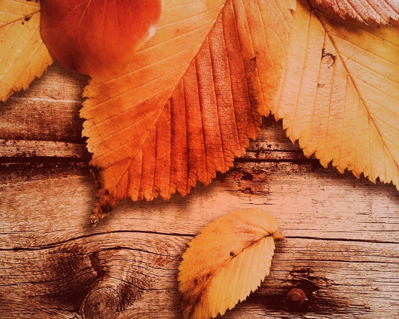 Красиво разложенные листья обои