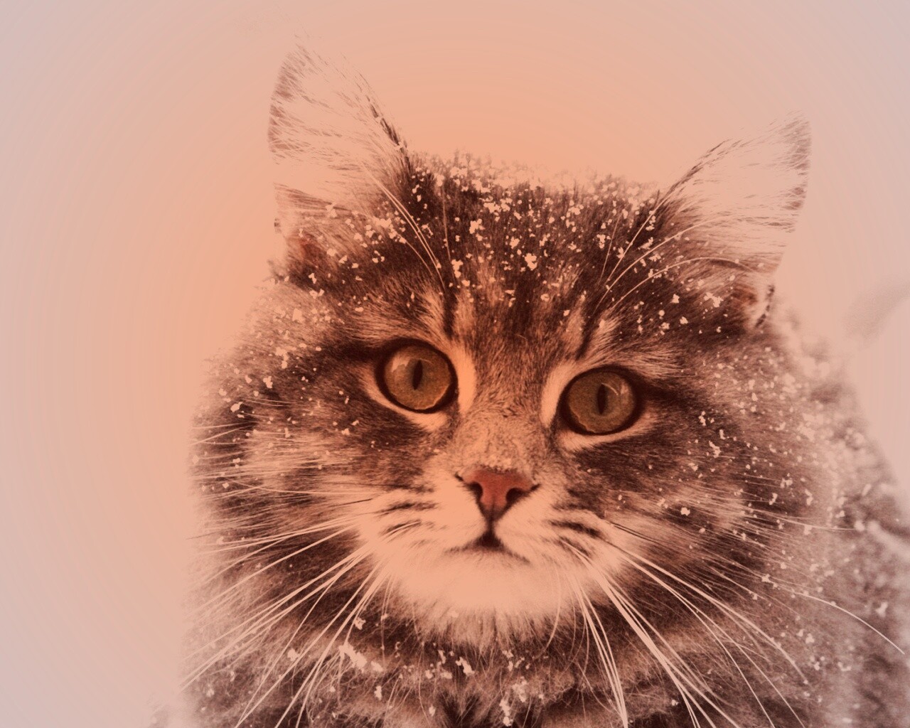 Кот в снегу обои