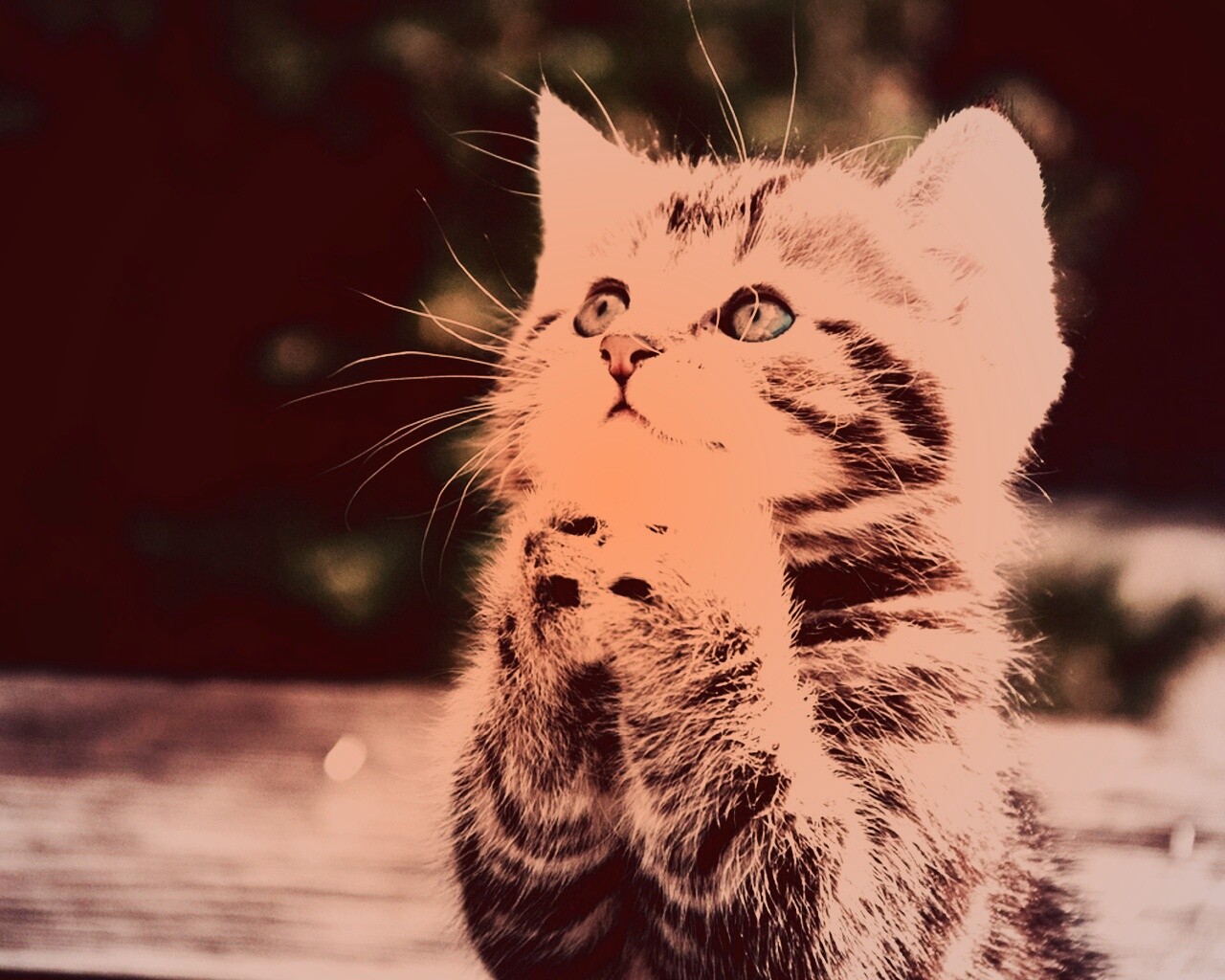 Непередаваемо прелестный котенок сложил лапки обои