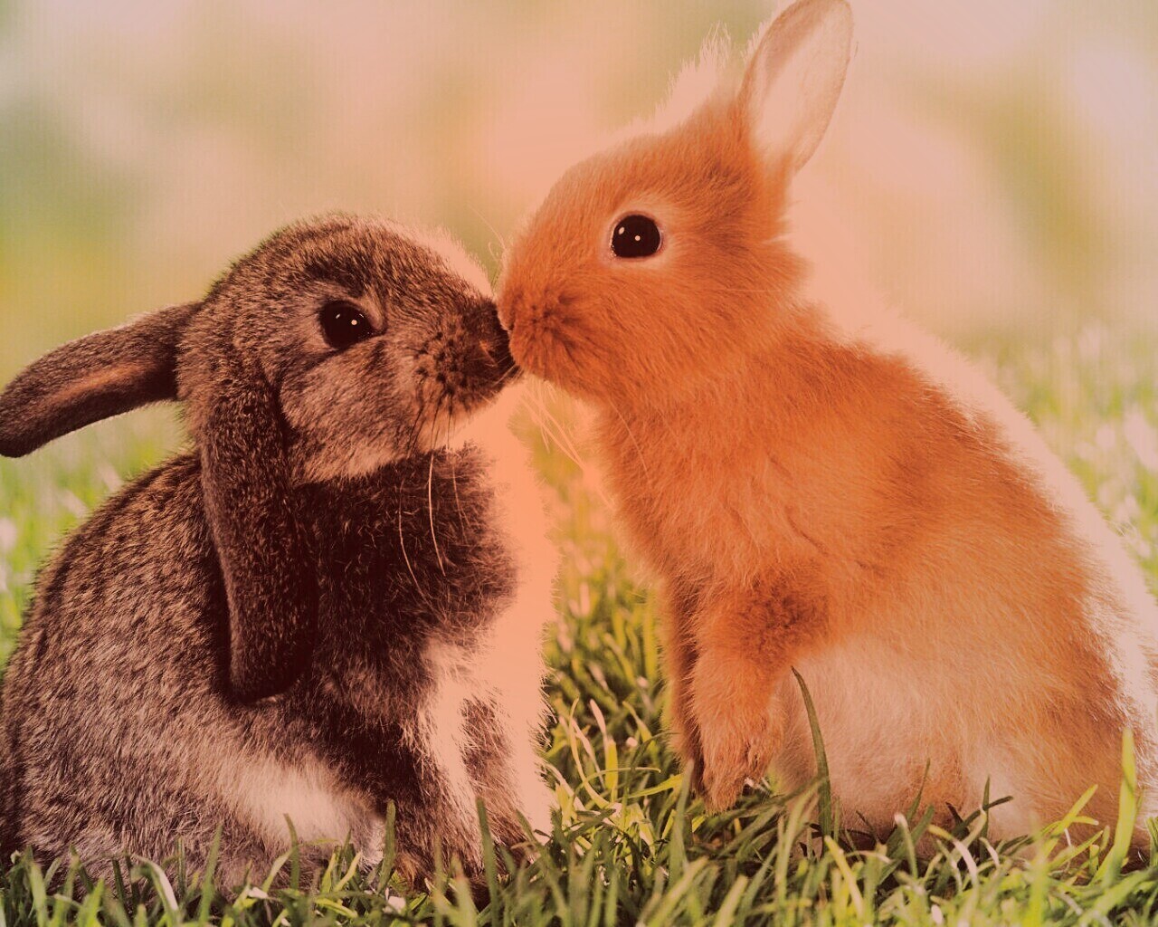 Кролики обои