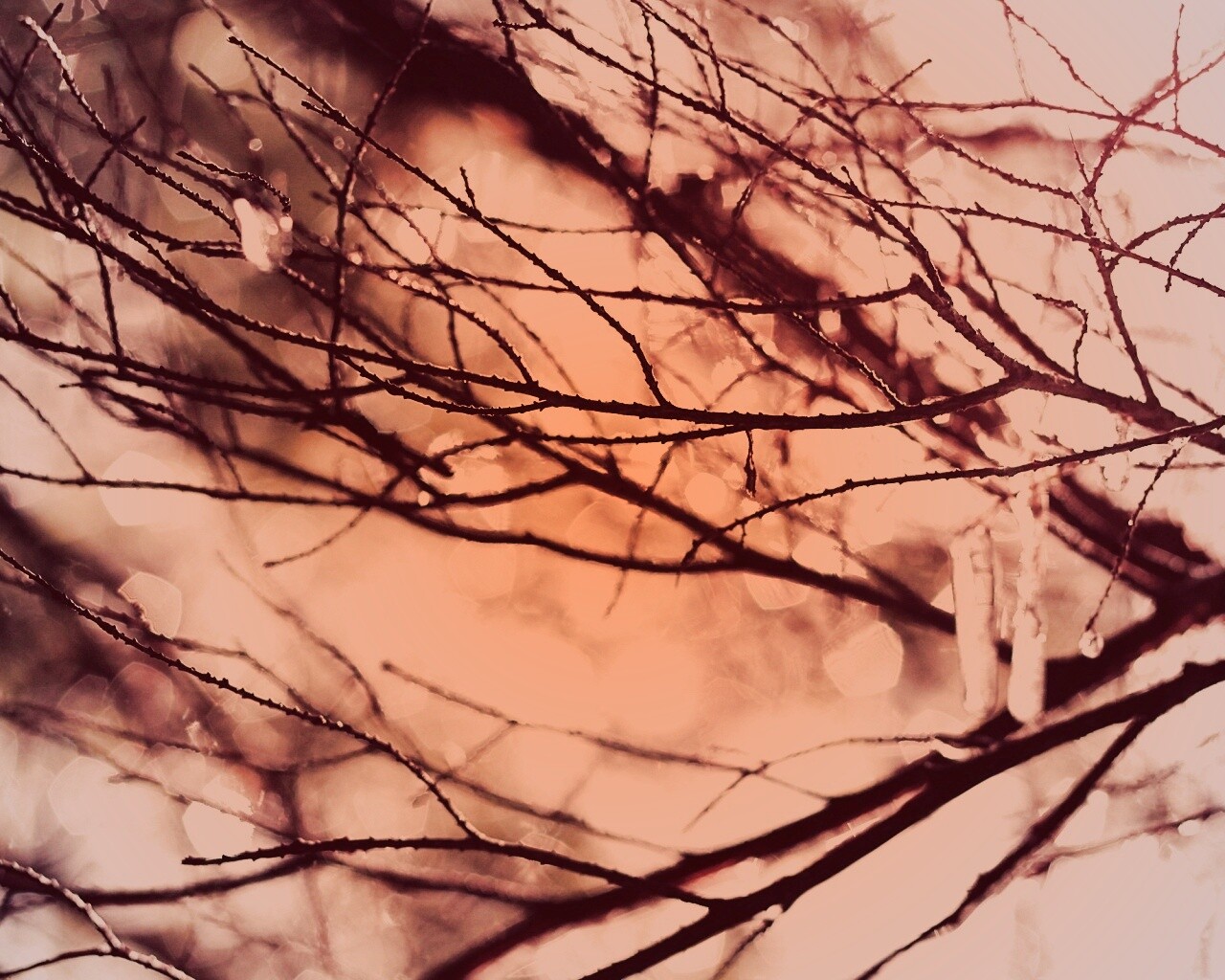 Мокрые ветви дерева обои