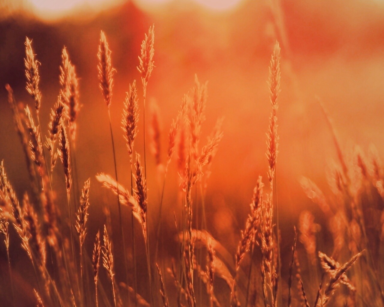 Солнечная трава обои