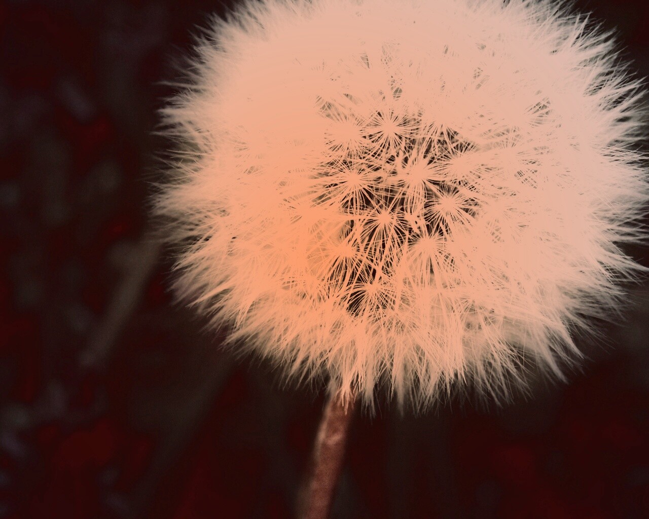 Одуванчик обои