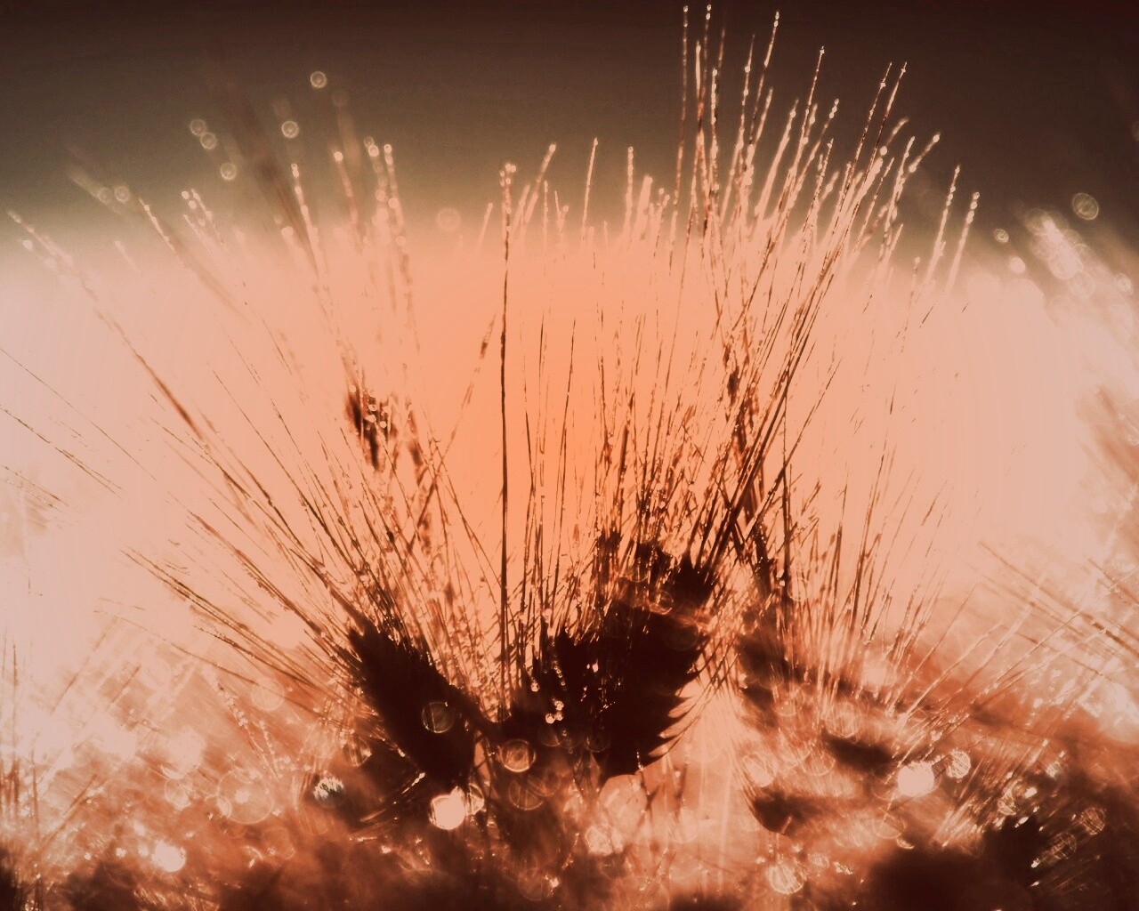 Трава на солнце обои