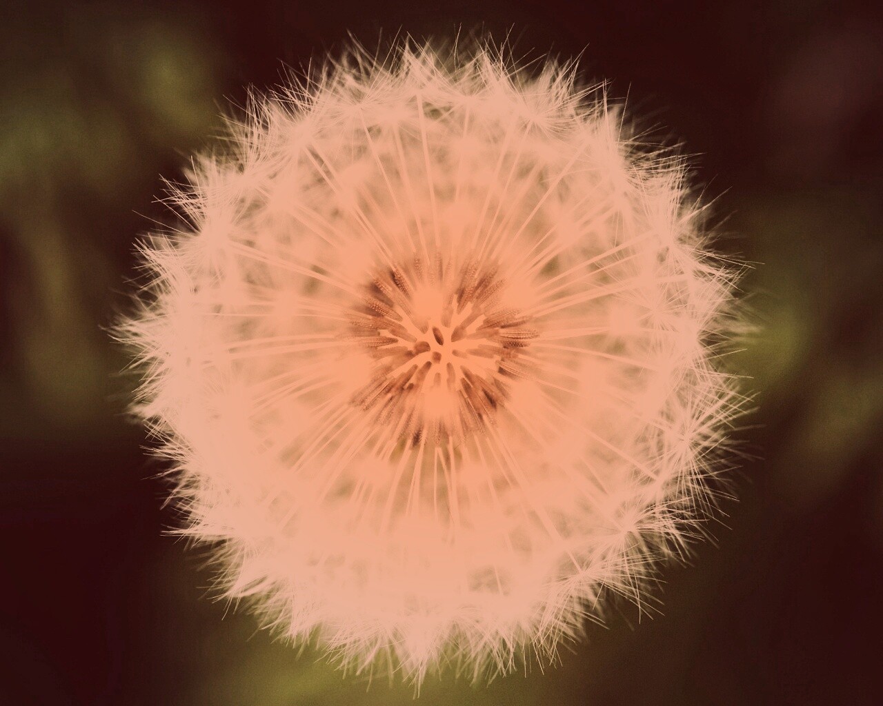 Макро фотография одуванчика обои