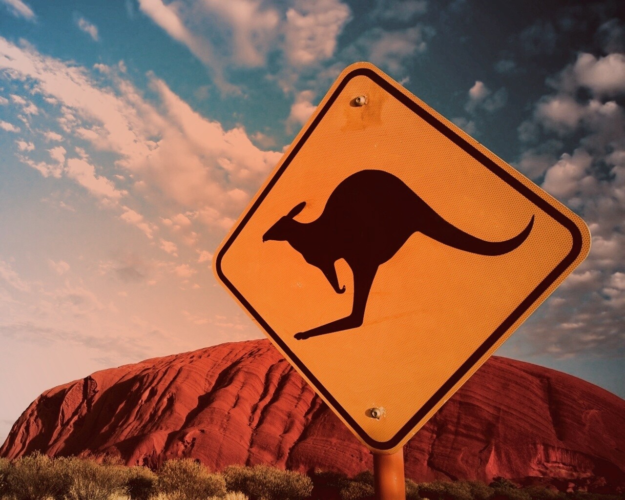 Осторожно, кенгуру! обои