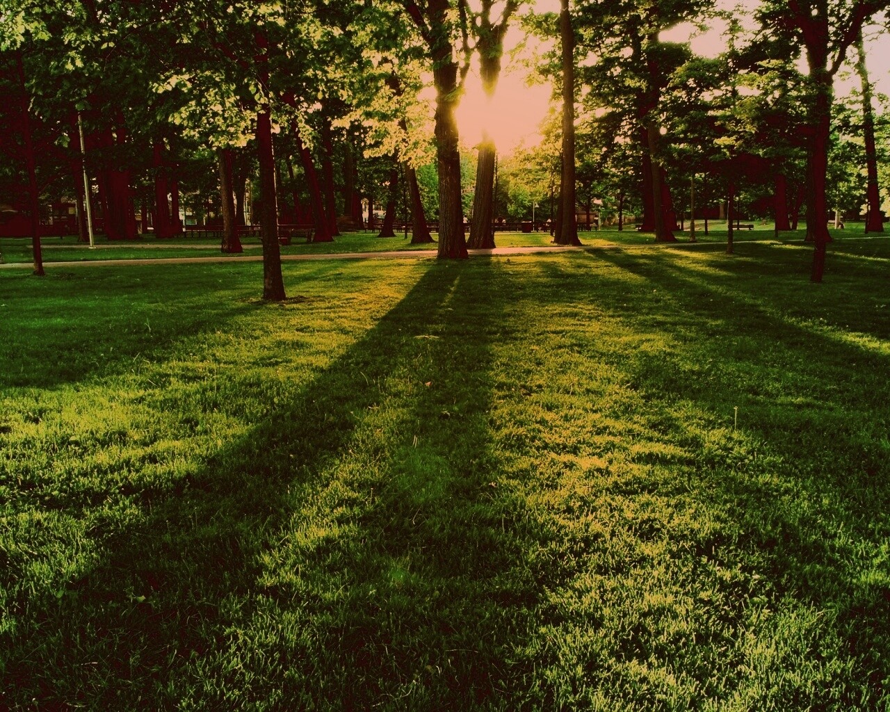 Лучи солнца сквозь листву деревьев обои