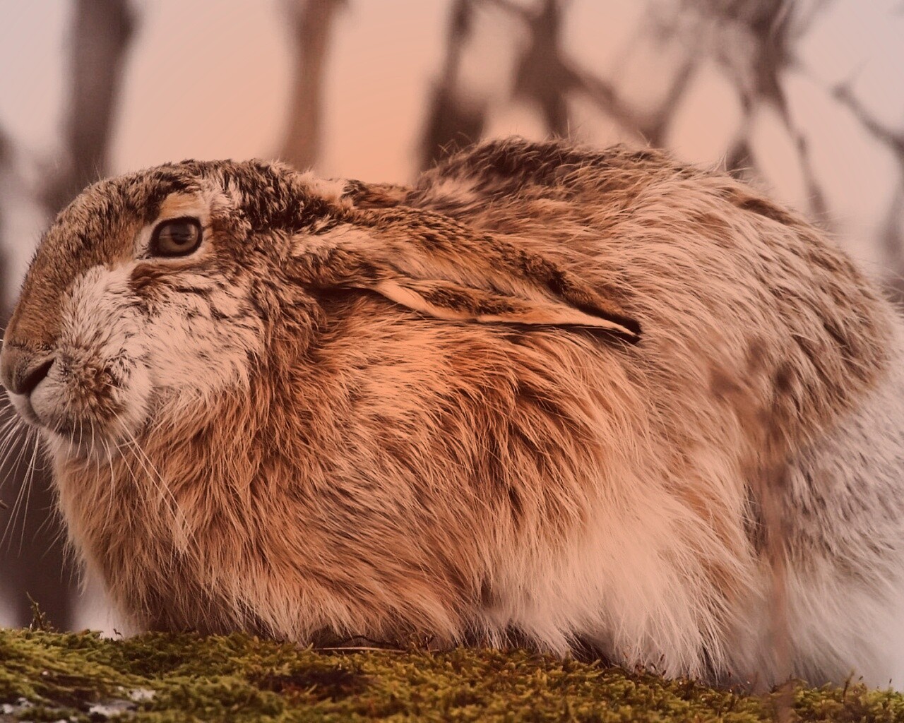 Нахохлившийся заяц-русак обои