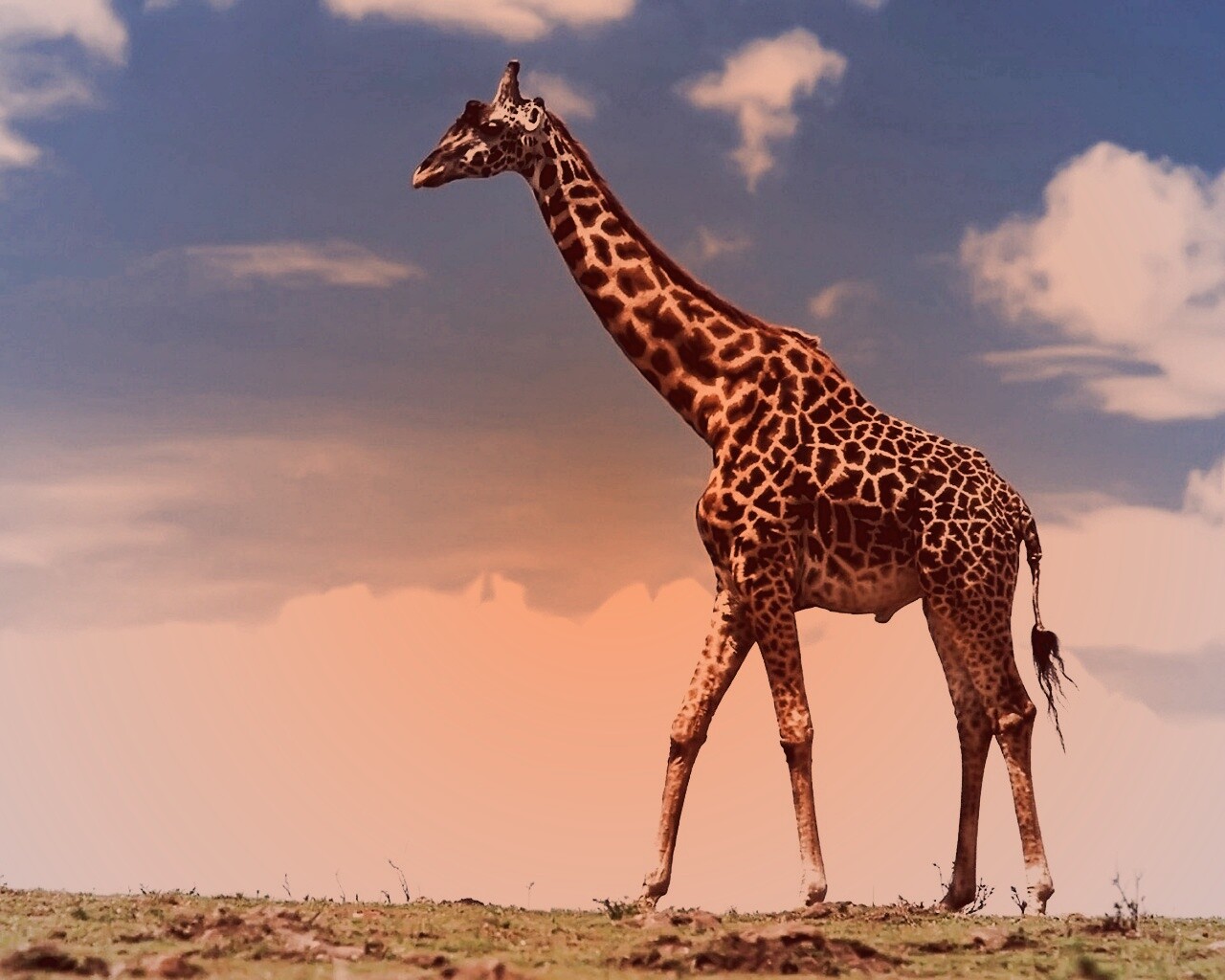 Жираф на прогулке обои