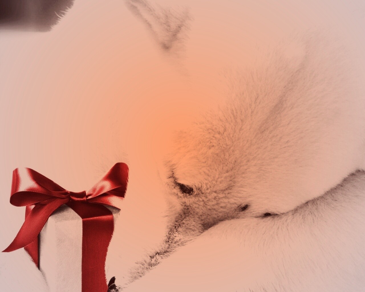 Белый мишка с подарком обои