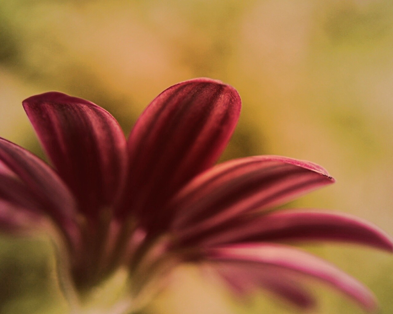 Макро фото цветка обои