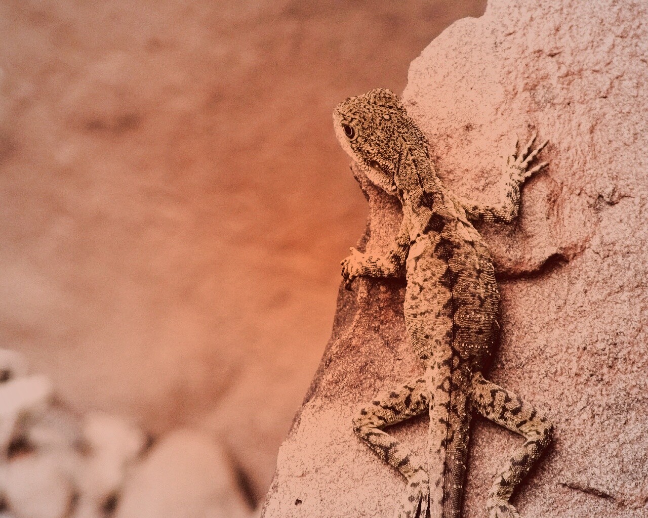 Ящерица на камне обои